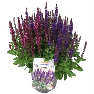 Afbeelding van VP Salvia Nemerosa P19 Duo Rose/Blauw